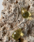 Preview: Grüne Bernstein Ohrhänger 22 x 13 mm facettiert